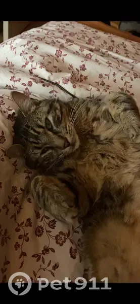 Chat tigré Polko perdu à Orcines - photo