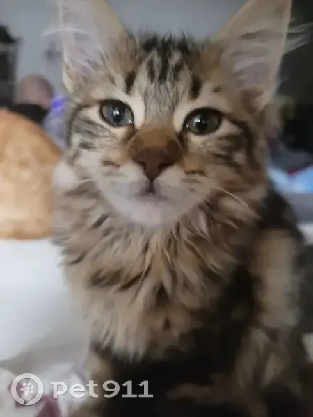 Chat perdu : Ptit Cookie, 6 mois, Feyzin - photo