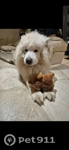 Chiens perdus à Vif : Samoyède et croisée - photo