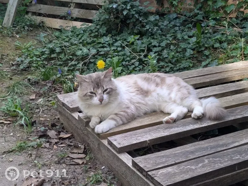 Chat beige blessé recueilli, cherche foyer - photo