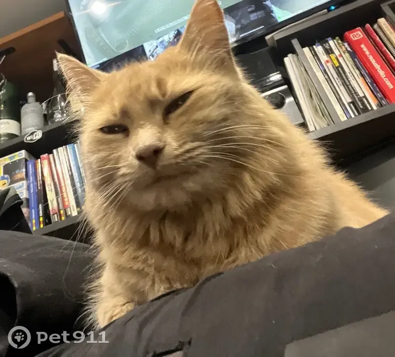 Lost Ragdoll Cat in Wyndham City, VIC - photo