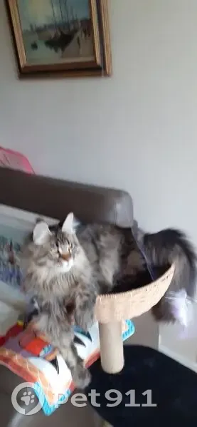 Chat perdu à Bry-sur-Marne : pelage marron - photo