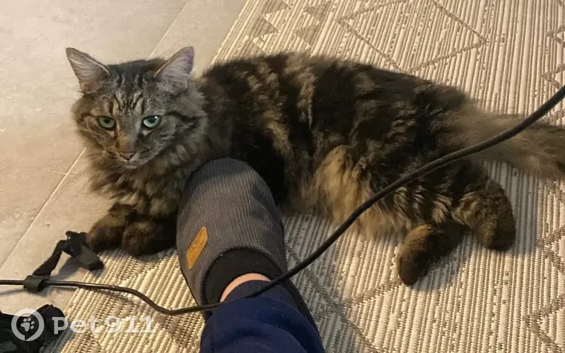 Chat tigré perdu, patte arrière manquante - photo