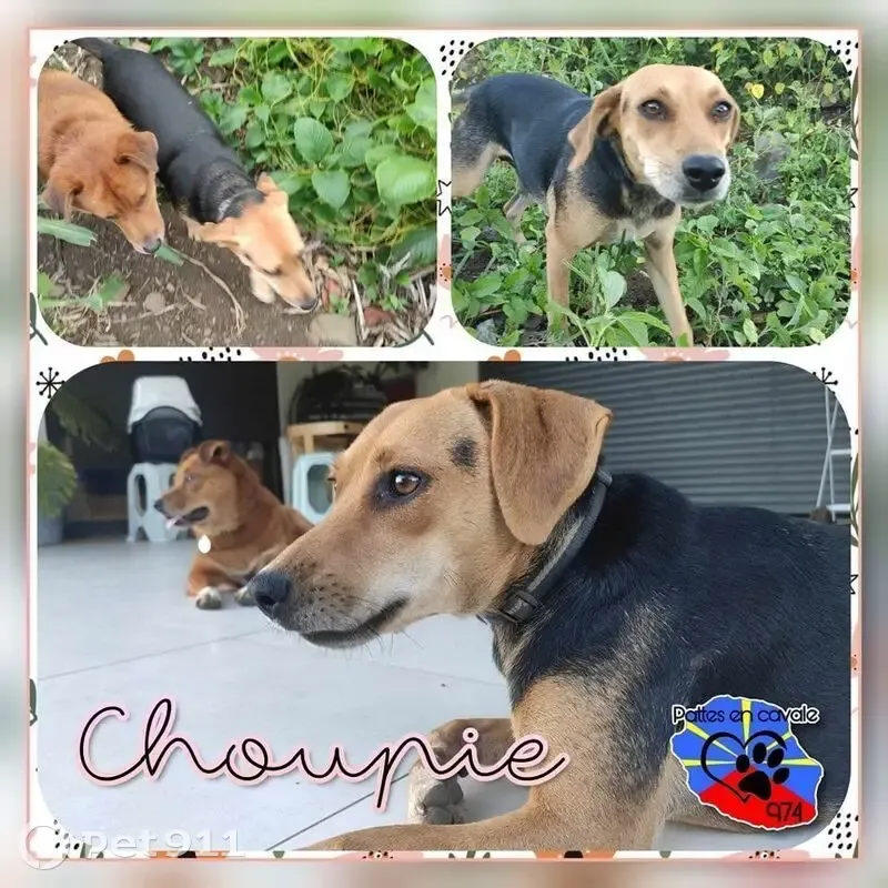 Chienne noire et feu perdue, collier bleu - photo