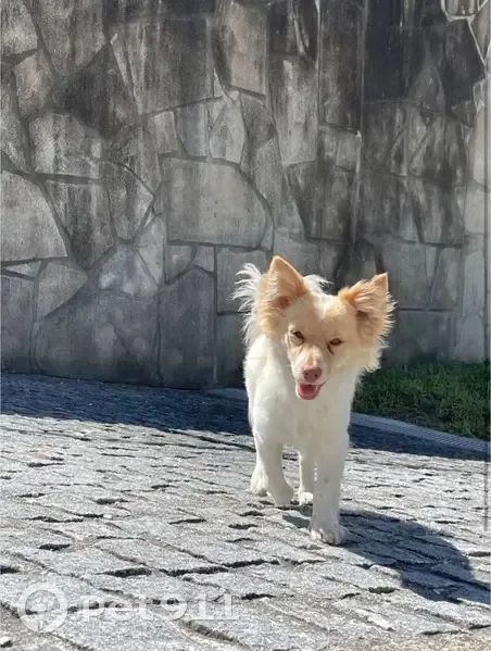 Chien perdu à Lormont : Bichon Leão - photo