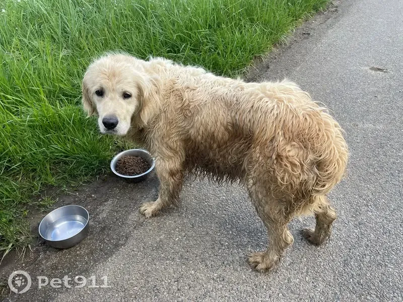 Chien trouvé à Bonnay-Saint-Ythaire - photo