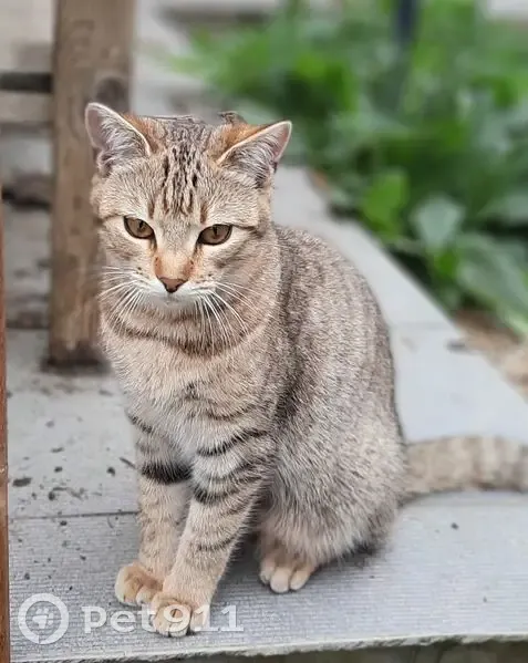 Petite chatte tigrée perdue à Fay-aux-Loges - photo