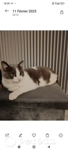 Chat perdu : blanc et gris, peureux, Bon-Encontre - photo