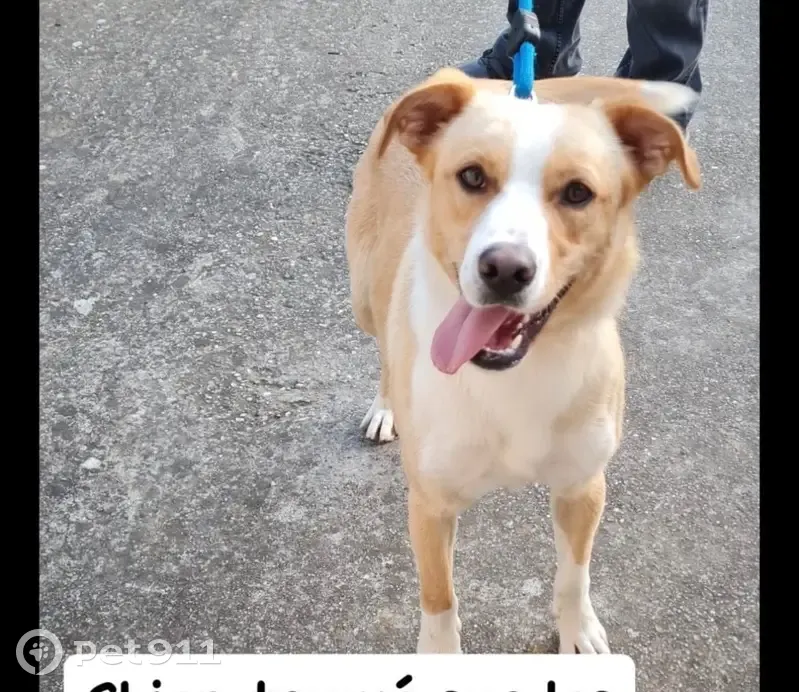 Chien crème-blanc trouvé à Sablons - photo