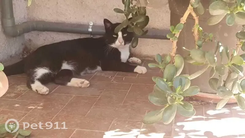 Chatte Chanel perdue à Toulon Ouest - photo