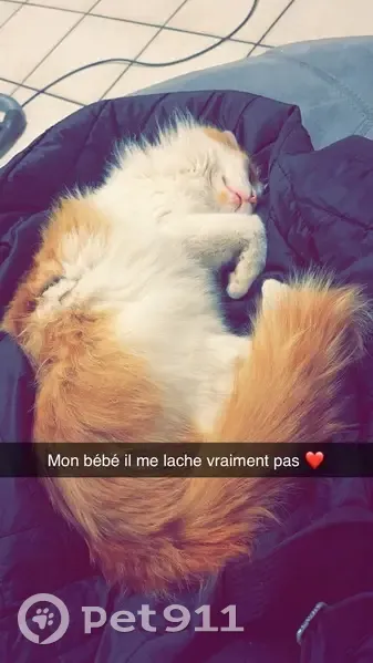 Chat perdu blanc/roux, tache sous museau - photo