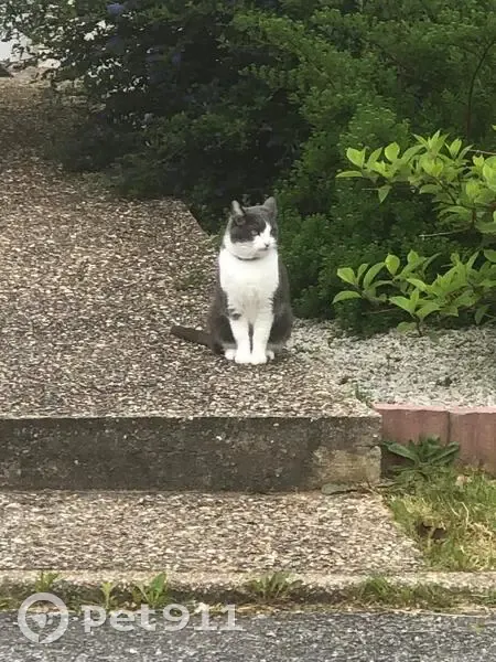 Chatte perdue, rue Roger Poujol, Grand-Couronne - photo