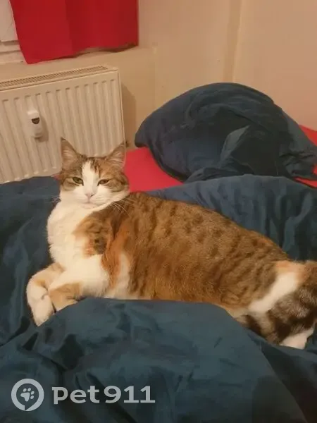 Chatte perdue, peureuse mais câline - photo