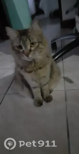 Chatte angora tigrée perdue à Issoire - photo