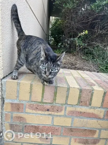 Chat sociable trouvé, Rue Papu, Rennes - photo
