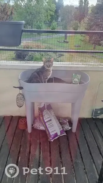 Chatte tigrée peureuse perdue à Pontoise - photo