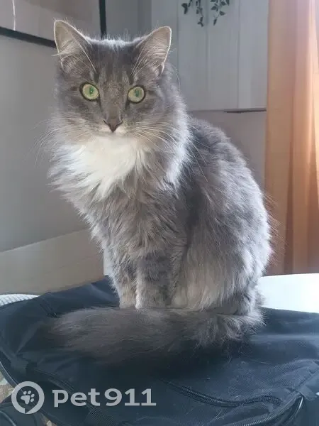 Chat gris perdu, pattes blanches, peureux - photo