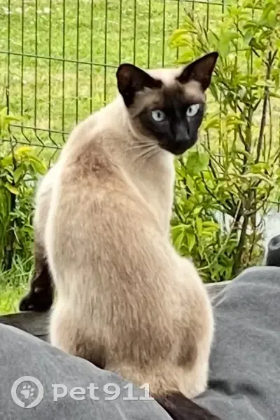 Siamoise 2 ans perdue à Muncq-Nieurlet - photo