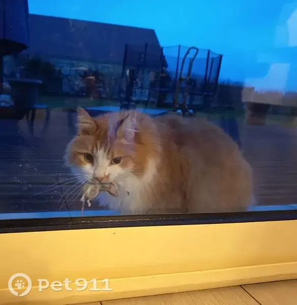 Chat perdu : poil roux/blanc, tatoué 