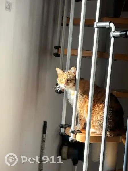 Chat perdue à Nîmes, secteur St Baudile - photo
