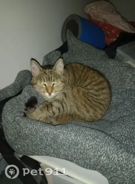 Chat grisé perdu, stérilisé à Mesvres - photo