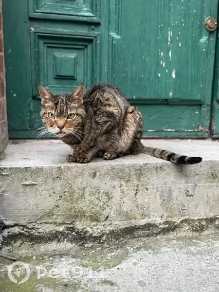 Chatte âgée perdue à Asnières-sur-Seine - photo