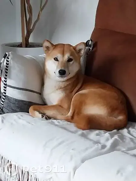 Chienne Shiba perdue à Fos-sur-Mer - photo