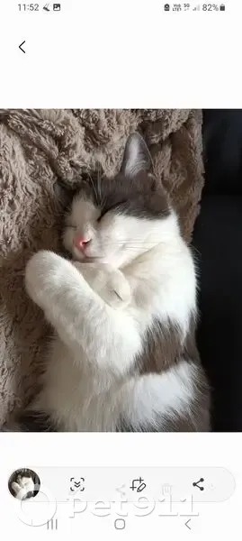 Chat perdu : gris/blanc, queue coupée, Niort - photo