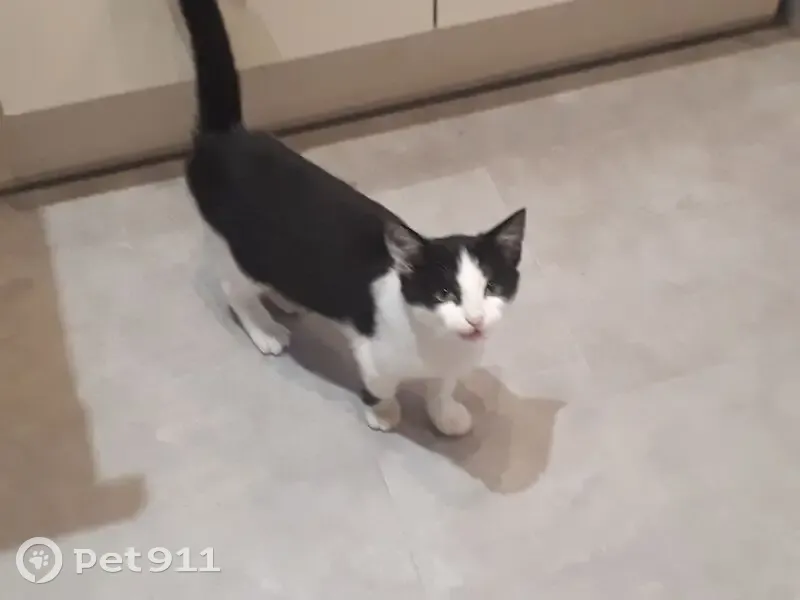 Chatte perdue à Annebault, Normandie - photo