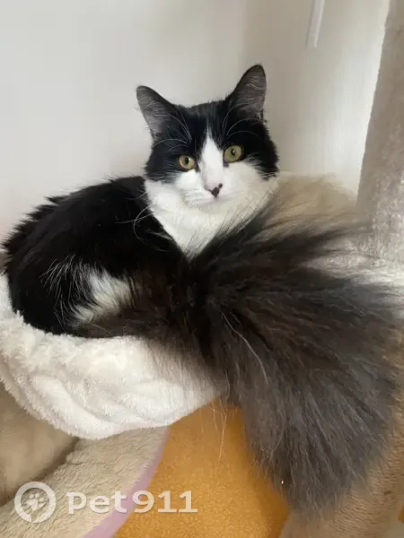 Chatte perdue, noire et blanche, Wattrelos - photo
