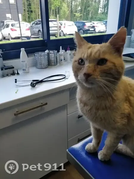 Chat mâle roux trouvé, positif FIV, câlin - photo