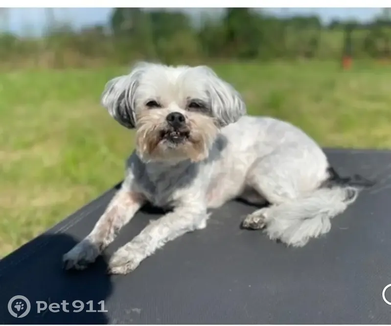 Chien perdu : Lili, Lhassa apso 14 ans - photo