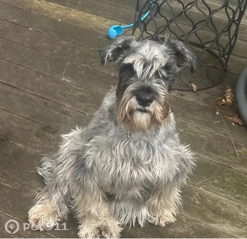 Chien Schnauzer Gris/Noir perdu à Villeneuve - photo