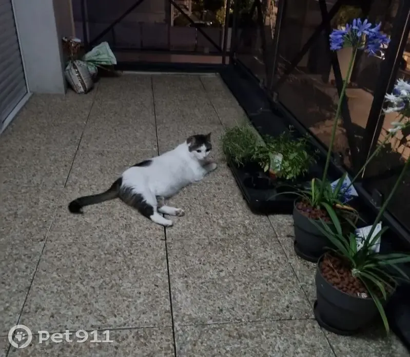 Chatte perdue rue du Contal, craintive - photo