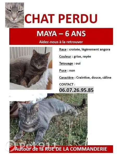 Chatte grise perdue à Amboise - photo