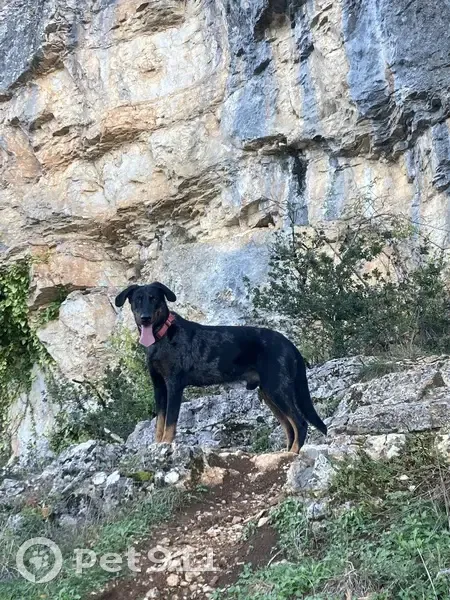 Chien perdu à Lagarde, 745, Bio - photo