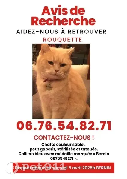 Chatte sable 10 ans perdue à Bernin - photo