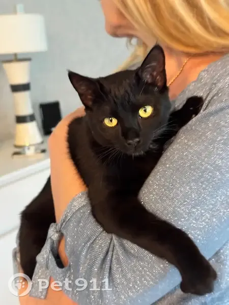 Jeune chat noir trouvé à Metz - photo