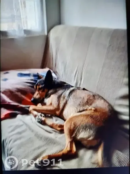 Malinois croisé perdu à Abeilhan - photo