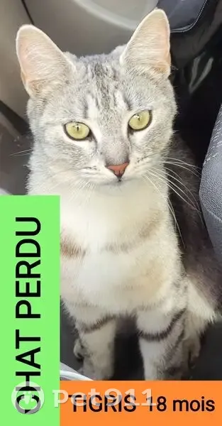 Chat gris européen perdu à Jargeau - photo