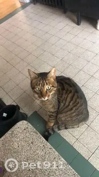 Chat perdu : Chon, mince, marron, yeux verts - photo