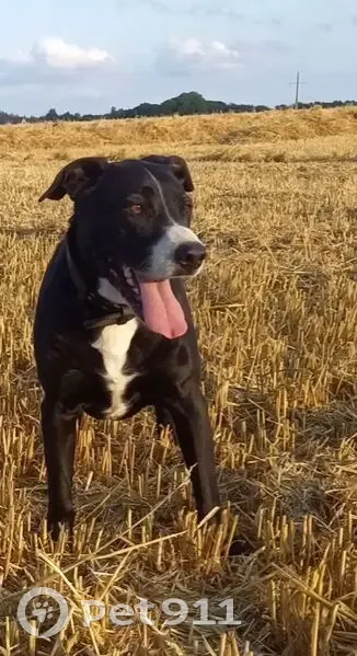 Chien perdu noir/blanc, vieux et sourd - photo