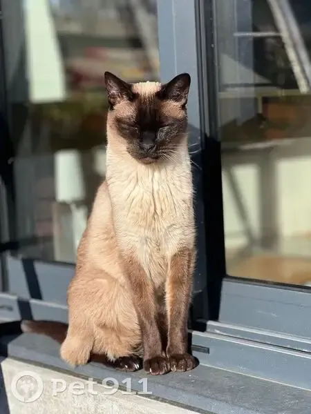 Chat siamois perdu, Rue Dubignon, Le Mans - photo