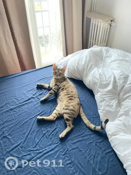 Chat Bengal perdu, miaule beaucoup, Montrouge - photo