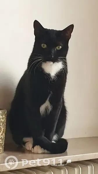 Chat perdu, noir et blanc, Boulogne-Billancourt - photo