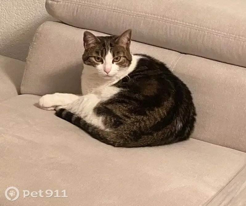 Chatte Tigrée Chanelle Perdue à Hyères - photo