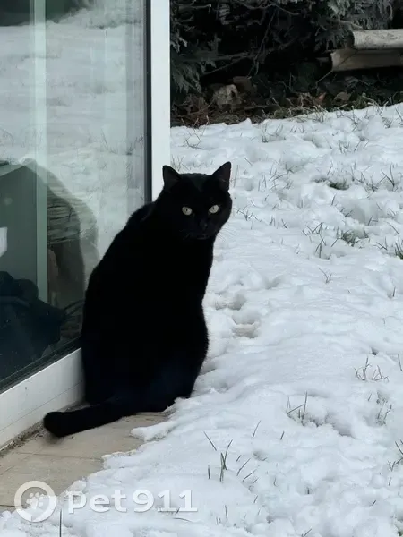 Chatte noire perdue à Émerchicourt - photo