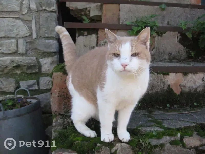 Chat perdue Rousse/Blanche à Mougins - photo