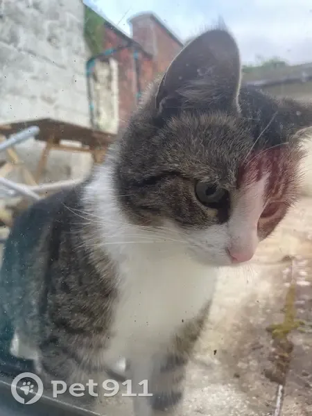 Chat mâle tricolore trouvé à Marle - photo