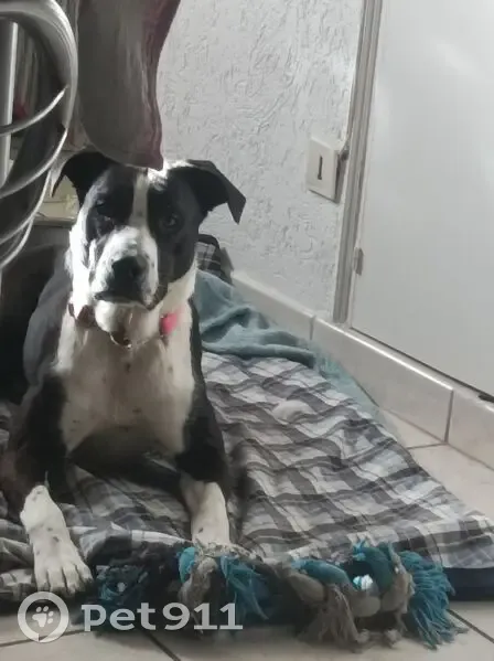 Chienne noire et blanche perdue à Menton - photo